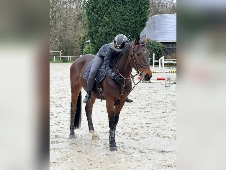 Westfaal Ruin 14 Jaar 164 cm Donkerbruin in Niederkassel