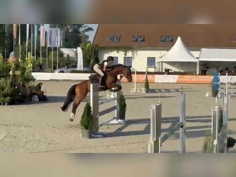 Westfaal Ruin 14 Jaar 165 cm Roodbruin in Wola Kazubowa