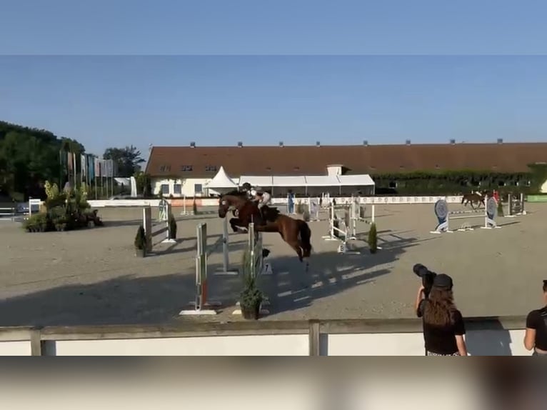 Westfaal Ruin 14 Jaar 165 cm Roodbruin in Wola Kazubowa