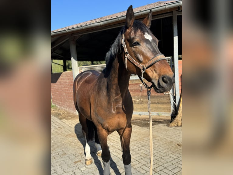 Westfaal Ruin 14 Jaar 170 cm Bruin in Hamm