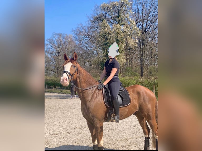 Westfaal Ruin 14 Jaar 172 cm Donkere-vos in Wegberg