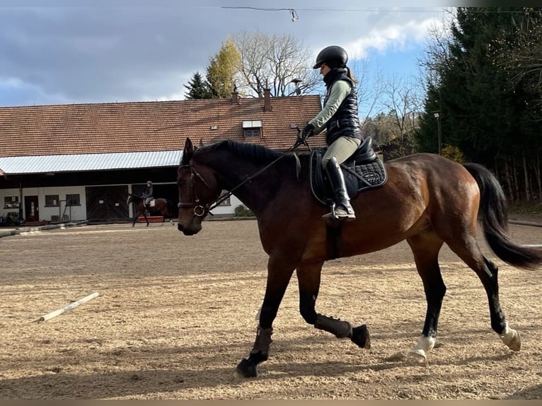 Westfaal Ruin 14 Jaar 174 cm Bruin in Zweiflingen
