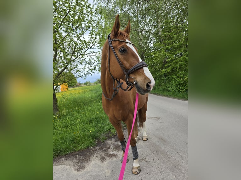 Westfaal Ruin 14 Jaar 174 cm Vos in Durmersheim