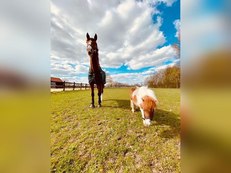 Westfaal Ruin 14 Jaar 180 cm Bruin in Lage