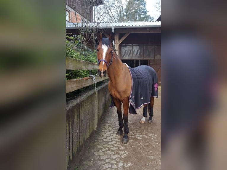 Westfaal Ruin 15 Jaar 165 cm Bruin in Reichenau