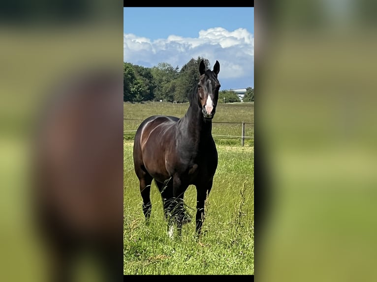 Westfaal Ruin 15 Jaar 167 cm Bruin in Schömberg