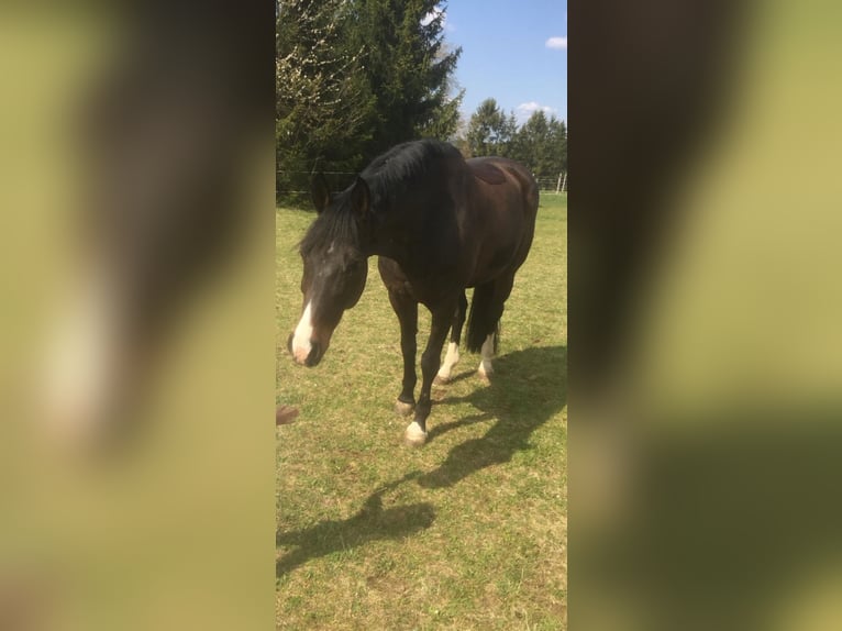 Westfaal Ruin 15 Jaar 167 cm Bruin in Schömberg