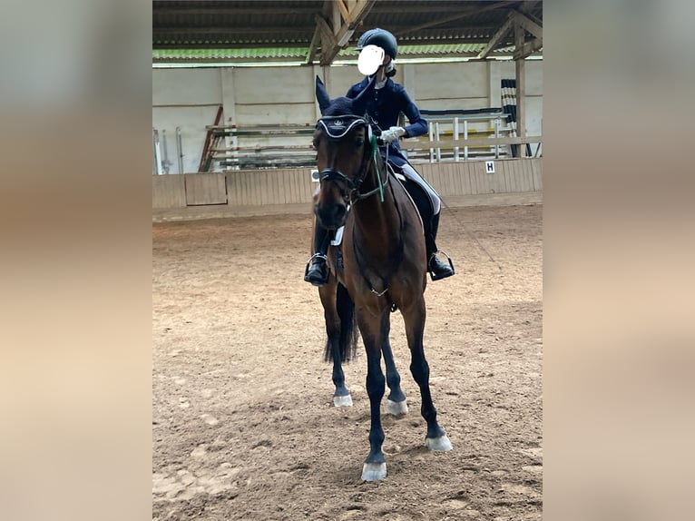 Westfaal Ruin 15 Jaar 170 cm Bruin in Lahnstein