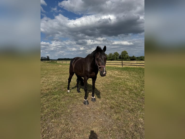 Westfaal Ruin 15 Jaar 170 cm Donkerbruin in Oelde-Lette
