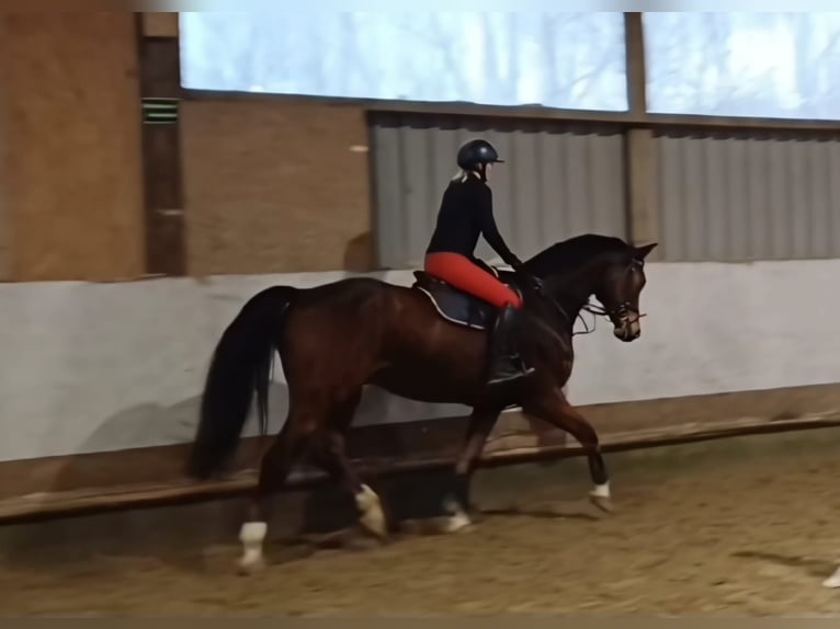 Westfaal Ruin 15 Jaar 172 cm Bruin in Bergisch Gladbach