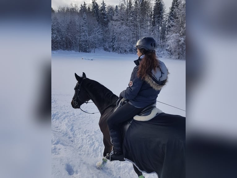 Westfaal Ruin 15 Jaar 172 cm Donkerbruin in Holzkirchen