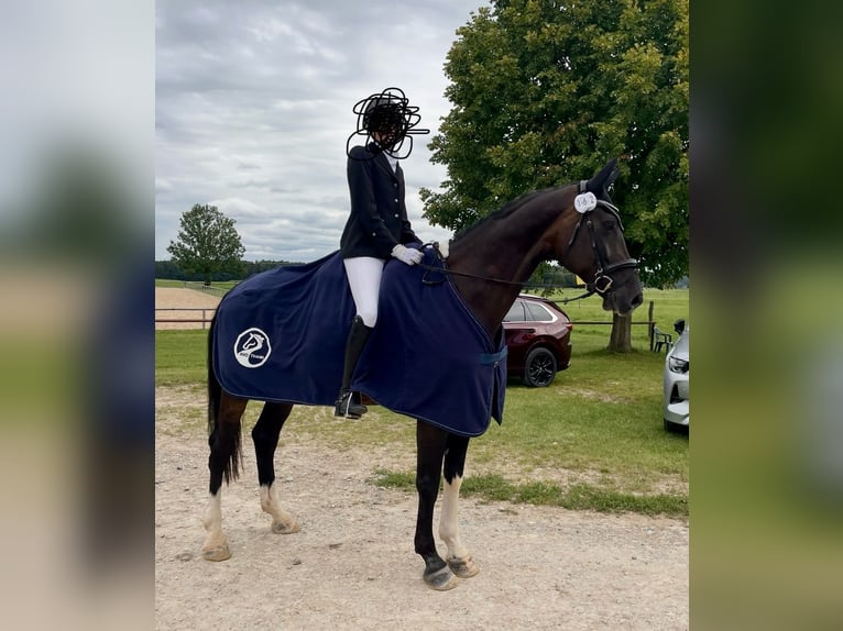 Westfaal Ruin 15 Jaar 172 cm Donkerbruin in Holzkirchen