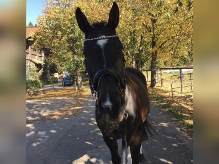 Westfaal Ruin 15 Jaar 172 cm Donkerbruin in Holzkirchen