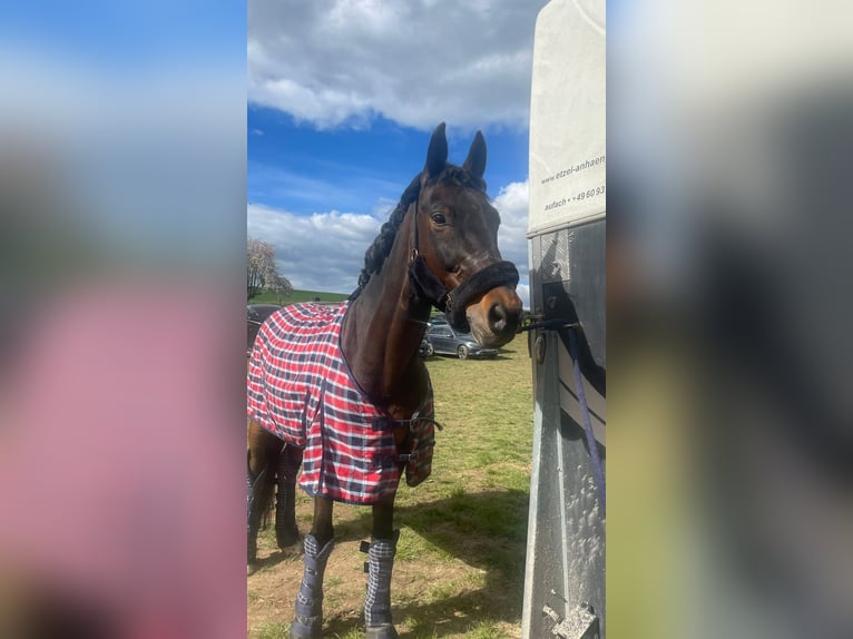 Westfaal Ruin 15 Jaar 175 cm Bruin in Sulzbach am Main