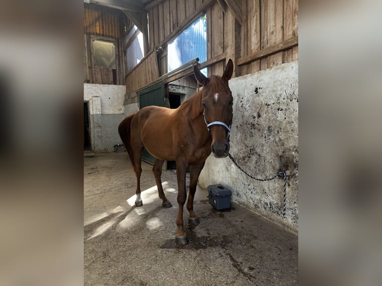 Westfaal Ruin 15 Jaar 175 cm Vos in Haag an der Amper