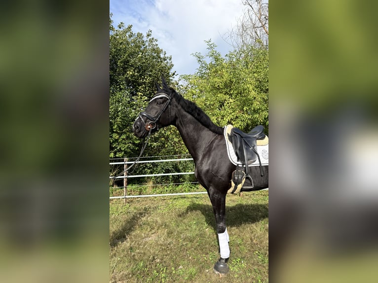 Westfaal Ruin 15 Jaar 180 cm Zwart in Kranenburg