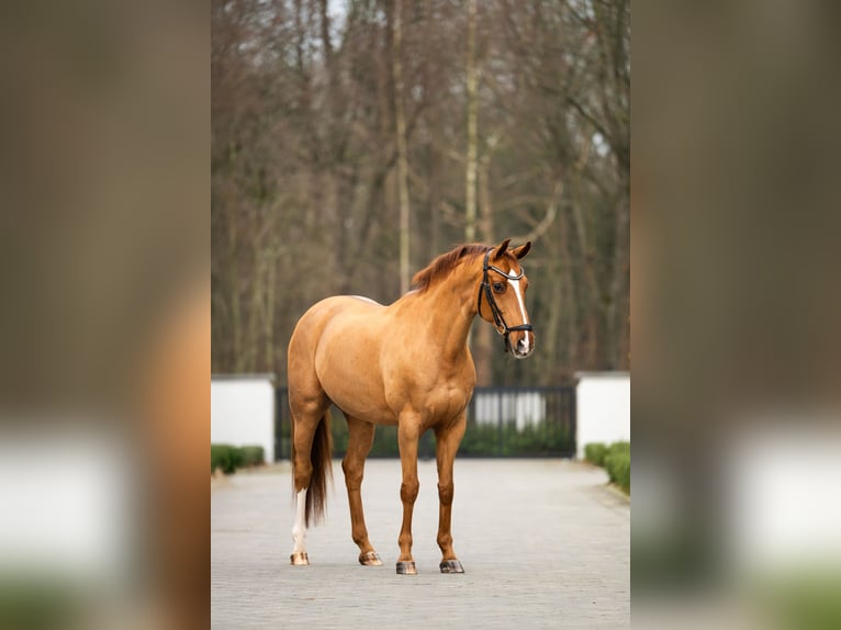 Westfaal Ruin 16 Jaar 165 cm Donkere-vos in Mol