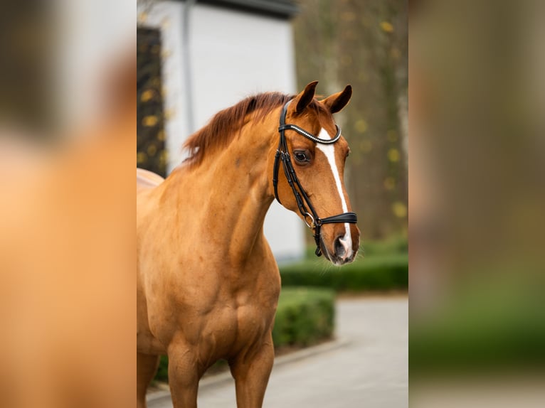 Westfaal Ruin 16 Jaar 165 cm Donkere-vos in Mol