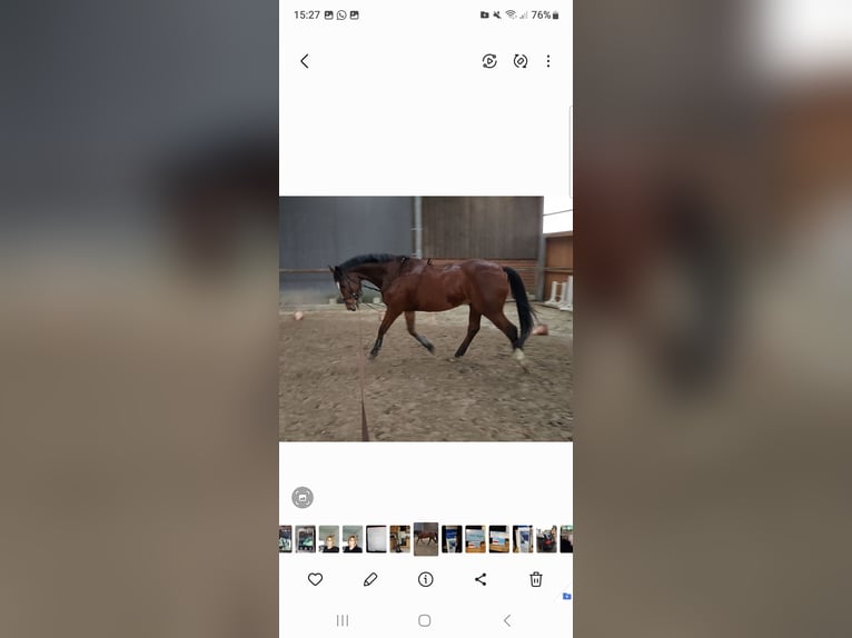 Westfaal Ruin 16 Jaar 168 cm Bruin in Westerkappeln