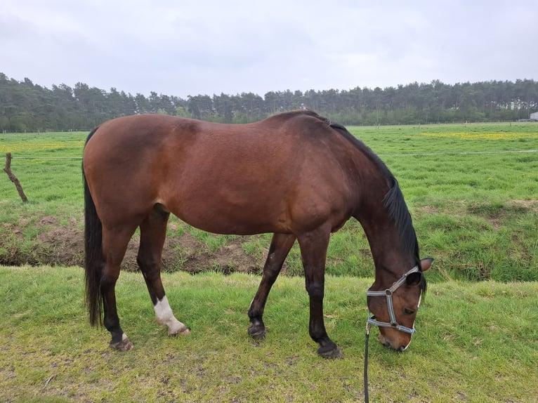 Westfaal Ruin 16 Jaar 168 cm Bruin in Westerkappeln
