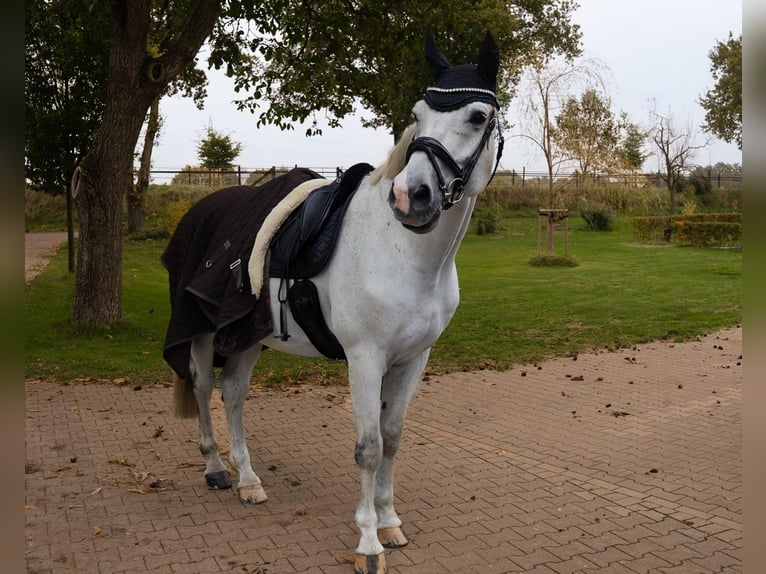 Westfaal Ruin 16 Jaar 170 cm Schimmel in Uedem