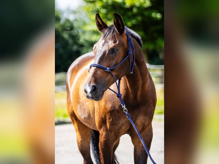 Westfaal Ruin 16 Jaar 171 cm Donkerbruin in Elsdorf