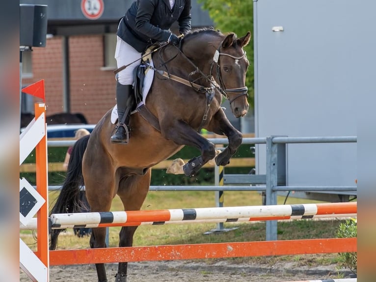 Westfaal Ruin 16 Jaar 171 cm Donkerbruin in Elsdorf