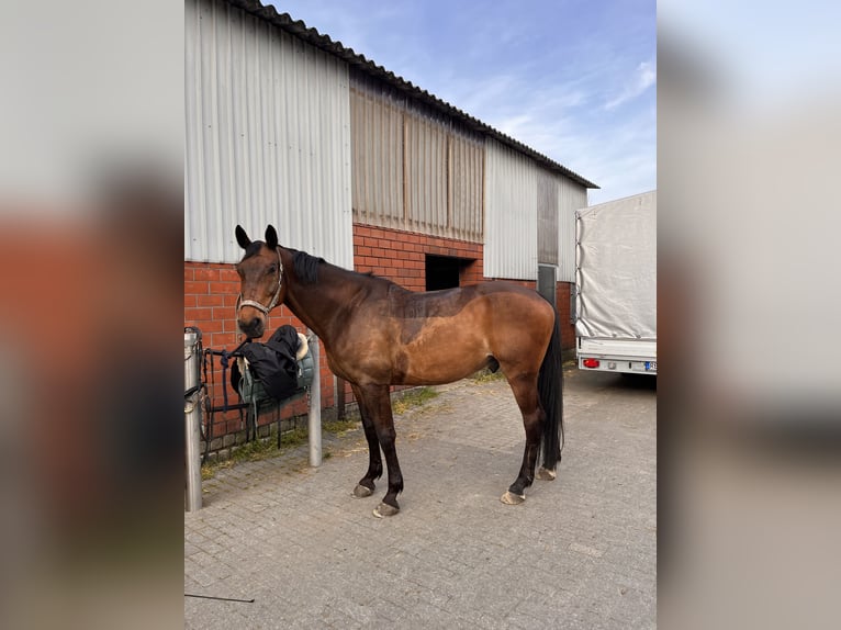 Westfaal Ruin 16 Jaar 172 cm Bruin in Dorsten