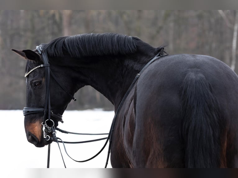 Westfaal Ruin 16 Jaar 172 cm Donkerbruin in Hof