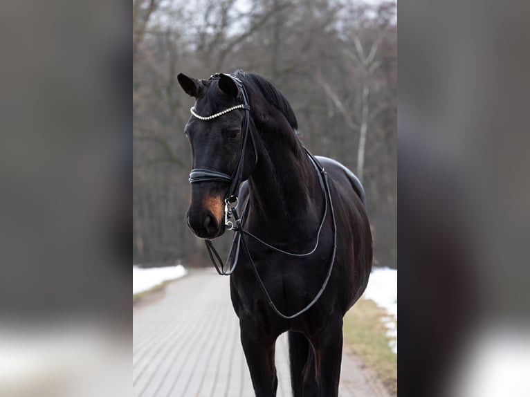 Westfaal Ruin 16 Jaar 172 cm Donkerbruin in Hof