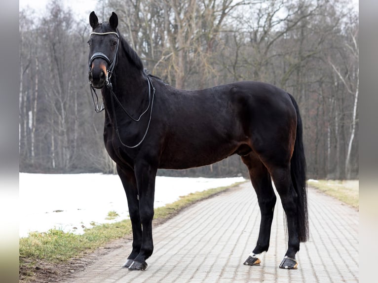 Westfaal Ruin 16 Jaar 172 cm Donkerbruin in Hof