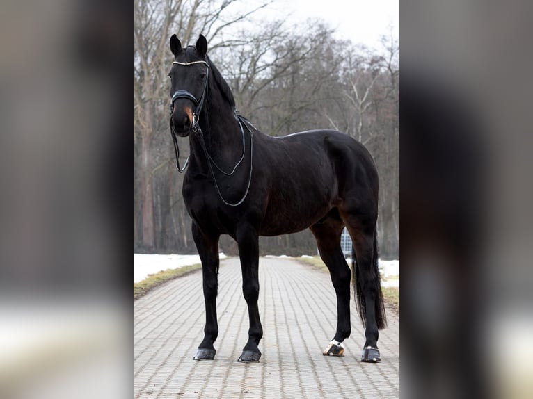 Westfaal Ruin 16 Jaar 172 cm Donkerbruin in Hof