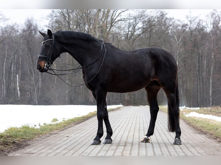 Westfaal Ruin 16 Jaar 172 cm Donkerbruin in Hof
