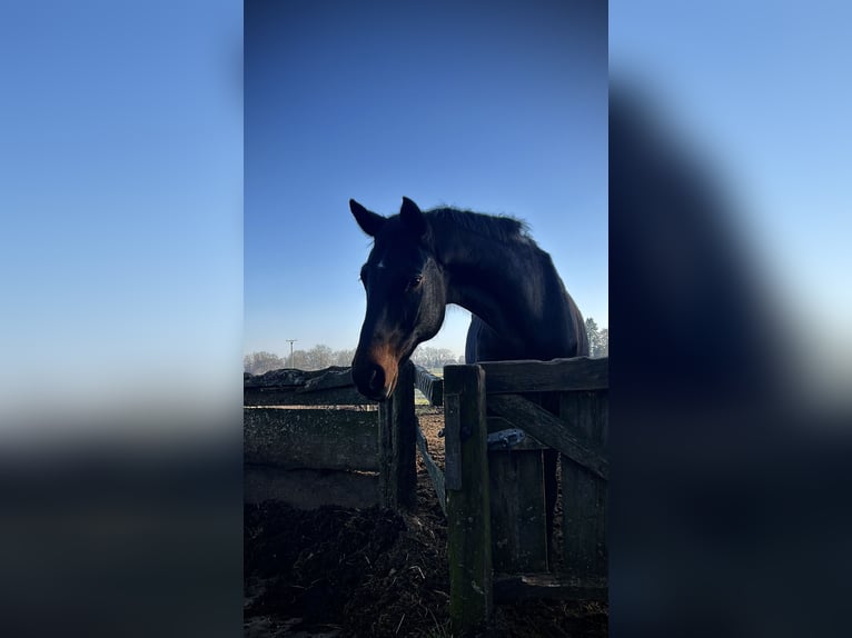 Westfaal Ruin 16 Jaar 172 cm Donkerbruin in Olfen