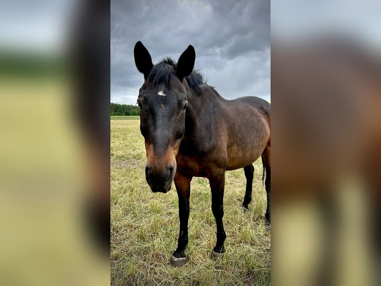 Westfaal Ruin 16 Jaar 172 cm Donkerbruin in Olfen