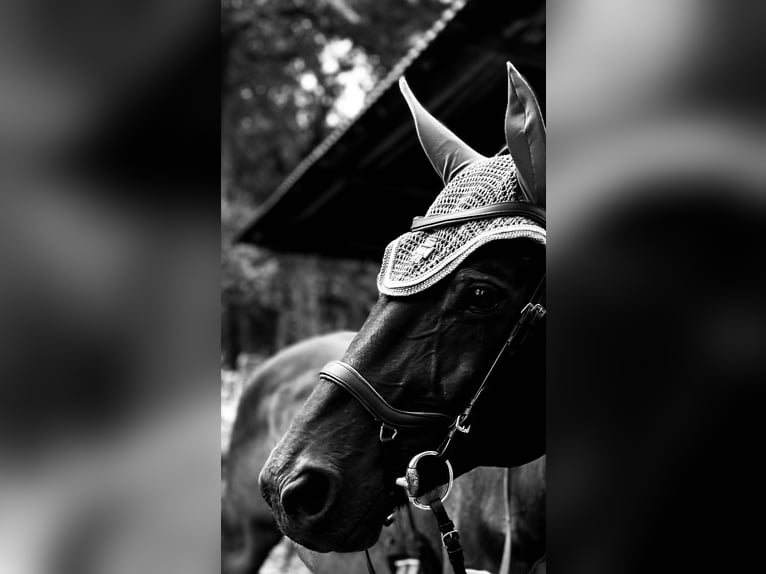 Westfaal Ruin 16 Jaar 172 cm Donkerbruin in Olfen
