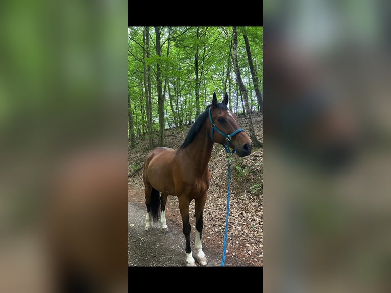 Westfaal Ruin 16 Jaar 175 cm Bruin in Bad Salzschlirf