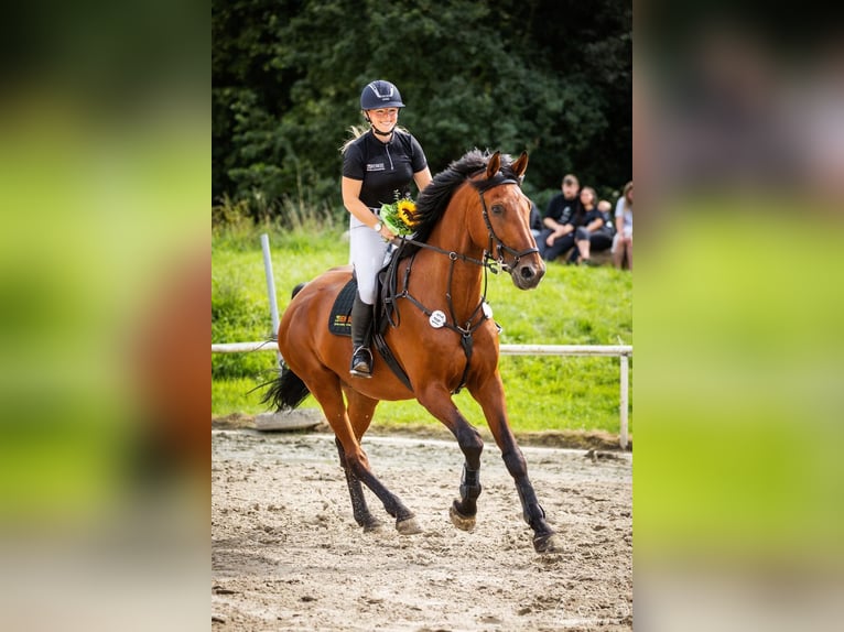 Westfaal Ruin 16 Jaar 176 cm Bruin in Kalletal