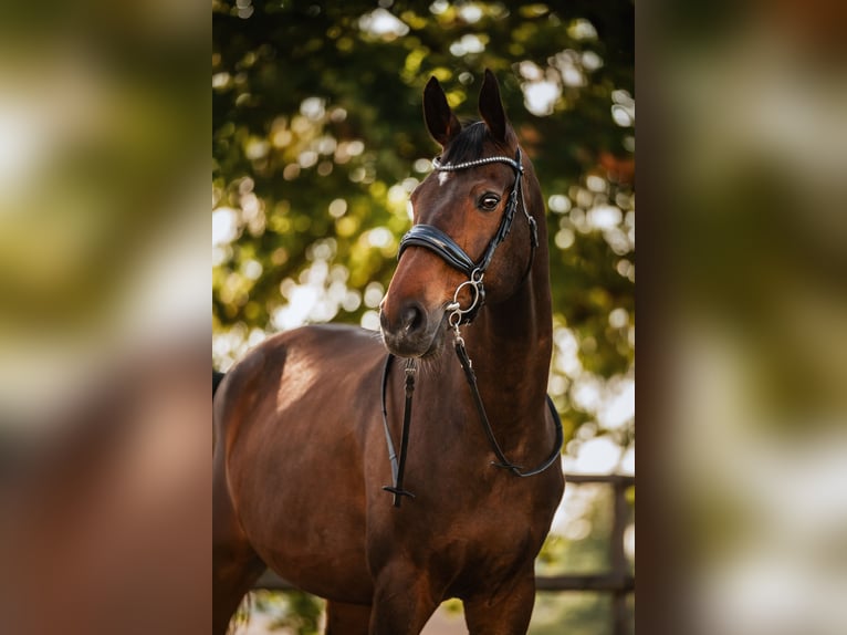 Westfaal Ruin 16 Jaar 178 cm Donkerbruin in Velbert