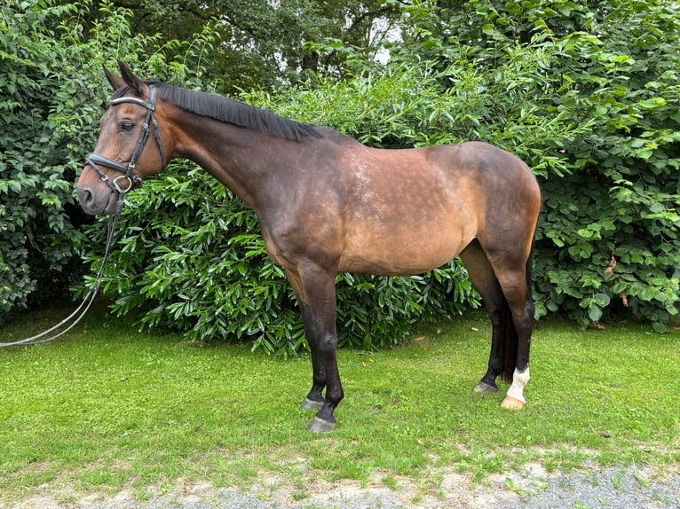 Westfaal Ruin 16 Jaar Donkerbruin in Holzminden