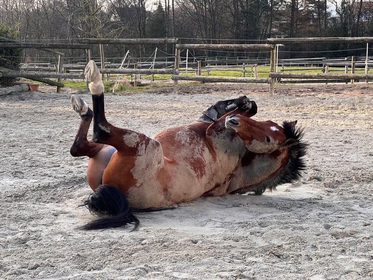 Westfaal Ruin 17 Jaar 168 cm Bruin in Herdecke