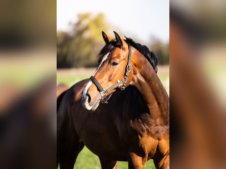 Westfaal Ruin 17 Jaar 168 cm Bruin in Borken