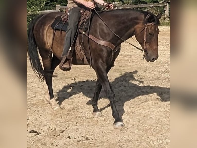 Westfaal Ruin 17 Jaar 173 cm Donkerbruin in Waldeck