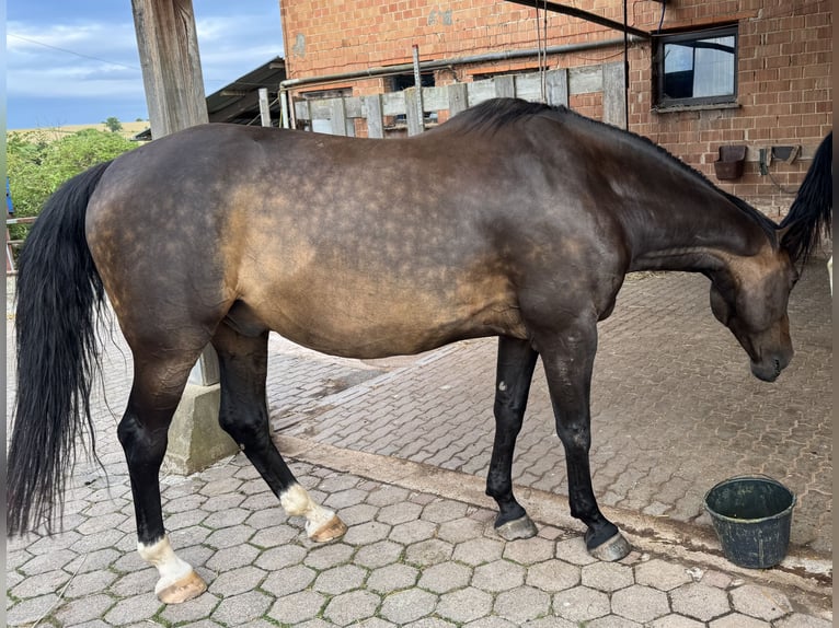 Westfaal Ruin 17 Jaar 173 cm Donkerbruin in Waldeck