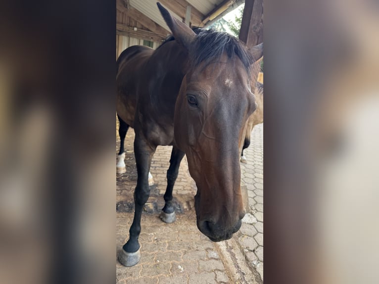 Westfaal Ruin 17 Jaar 173 cm Donkerbruin in Waldeck