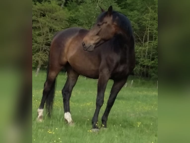 Westfaal Ruin 17 Jaar 173 cm Donkerbruin in Waldeck