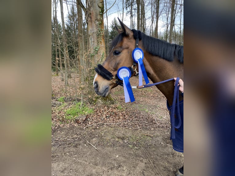 Westfaal Ruin 18 Jaar 165 cm Bruin in Waldachtal