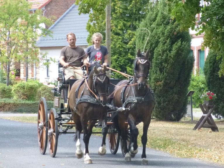 Westfaal Ruin 18 Jaar 165 cm Zwart in Luckenwalde