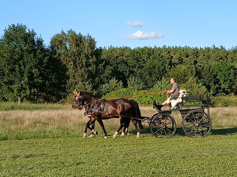Westfaal Ruin 18 Jaar 165 cm Zwart in Luckenwalde