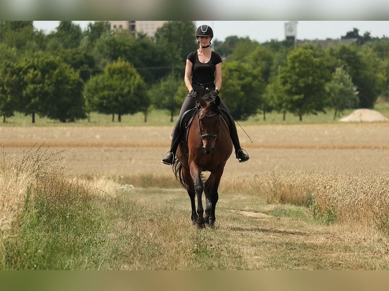 Westfaal Ruin 18 Jaar 167 cm Bruin in Gro&#xDF;ostheim
